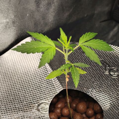 Lemon Haze Auto growlog timeline photo