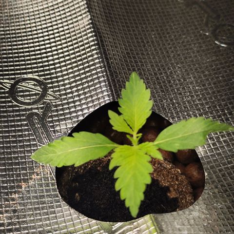 Lemon Haze Auto growlog timeline photo