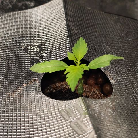 Lemon Haze Auto growlog timeline photo