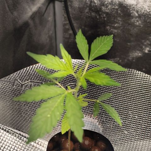 Lemon Haze Auto growlog timeline photo