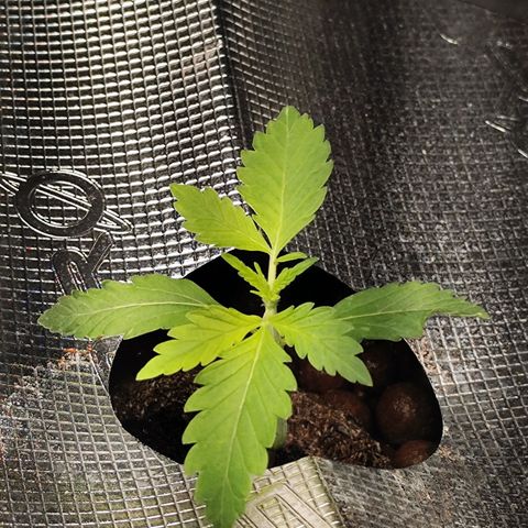 Lemon Haze Auto growlog timeline photo