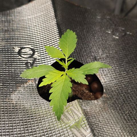Lemon Haze Auto growlog timeline photo