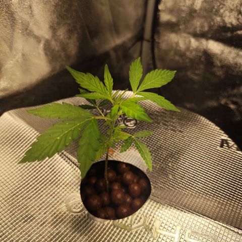 Lemon Haze Auto growlog timeline photo