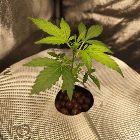 Lemon Haze Auto growlog timeline photo