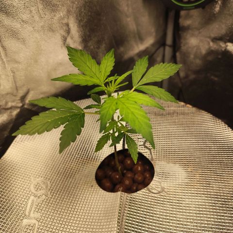 Lemon Haze Auto growlog timeline photo