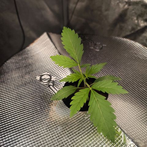 Lemon Haze Auto growlog timeline photo