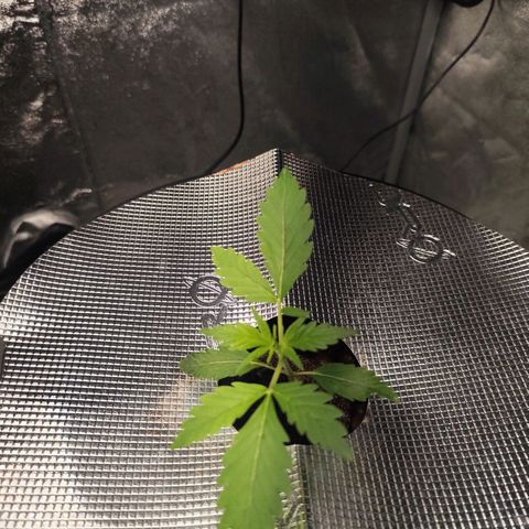 Lemon Haze Auto growlog timeline photo