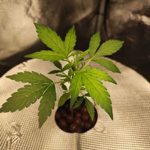 Lemon Haze Auto growlog timeline photo
