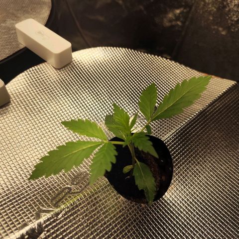 Lemon Haze Auto growlog timeline photo