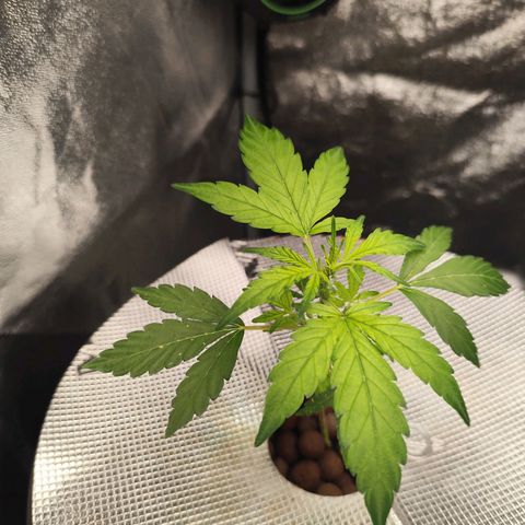 Lemon Haze Auto growlog timeline photo