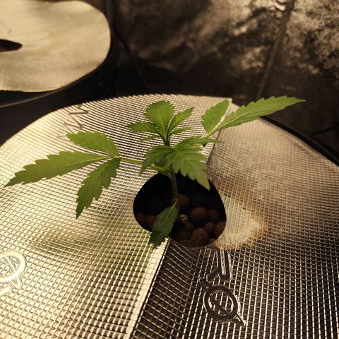 Lemon Haze Auto growlog timeline photo