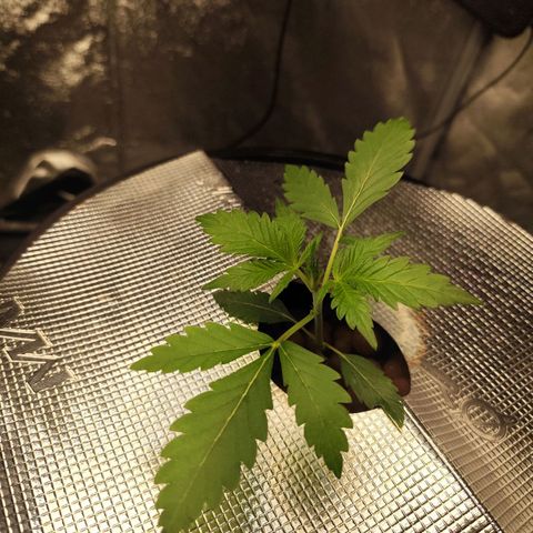 Lemon Haze Auto growlog timeline photo