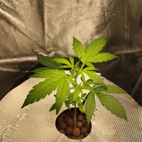 Lemon Haze Auto growlog timeline photo