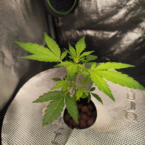 Lemon Haze Auto growlog timeline photo