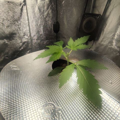 Lemon Haze Auto growlog timeline photo