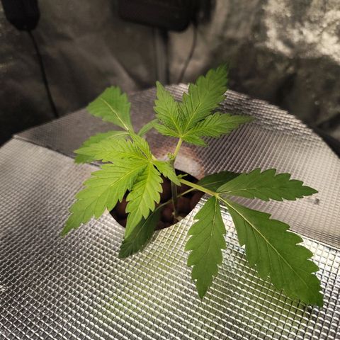 Lemon Haze Auto growlog timeline photo