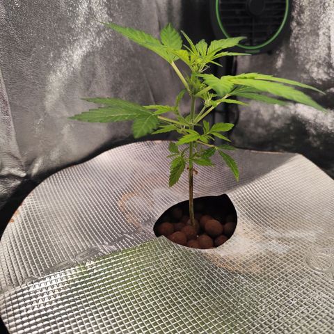Lemon Haze Auto growlog timeline photo