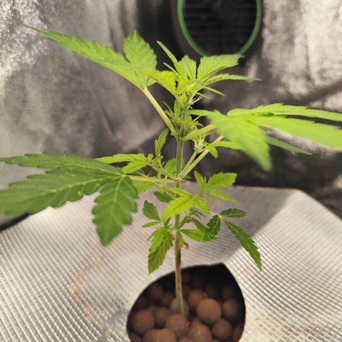 Lemon Haze Auto growlog timeline photo