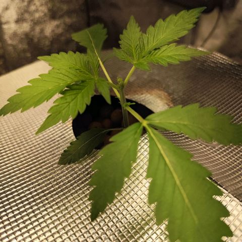 Lemon Haze Auto growlog timeline photo