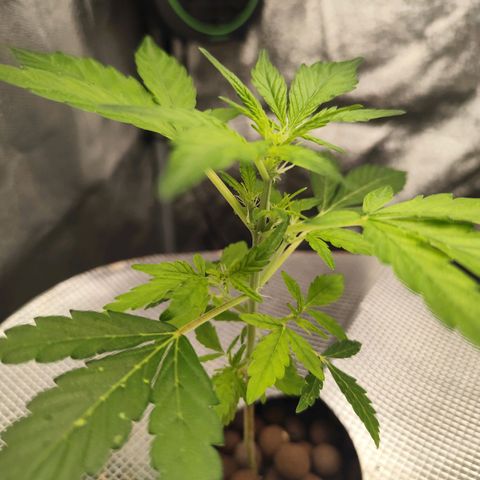 Lemon Haze Auto growlog timeline photo