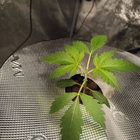 Lemon Haze Auto growlog timeline photo