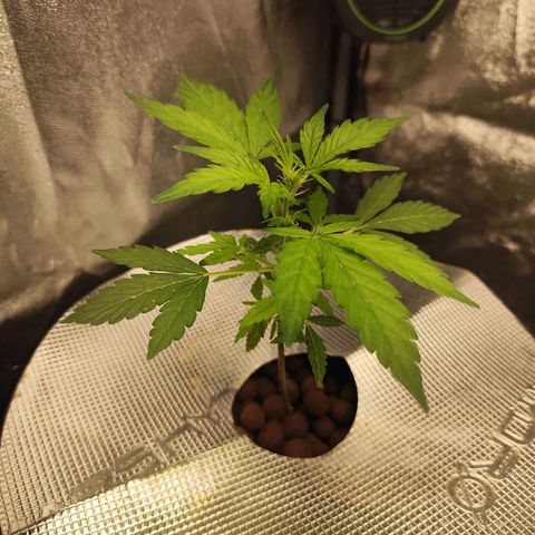Lemon Haze Auto growlog timeline photo