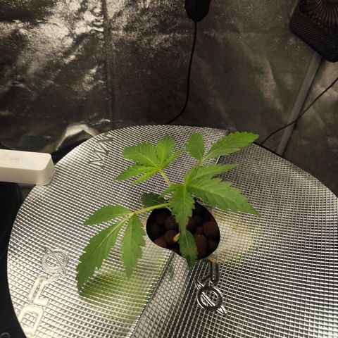 Lemon Haze Auto growlog timeline photo