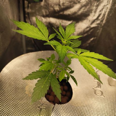 Lemon Haze Auto growlog timeline photo