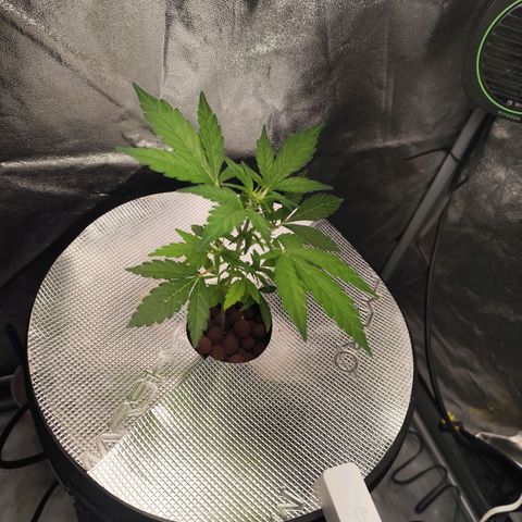 Lemon Haze Auto growlog timeline photo