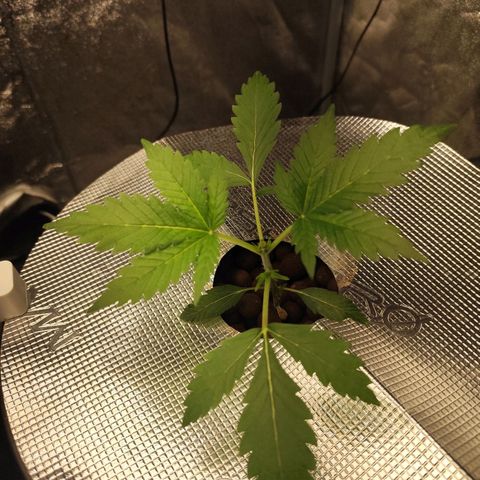 Lemon Haze Auto growlog timeline photo