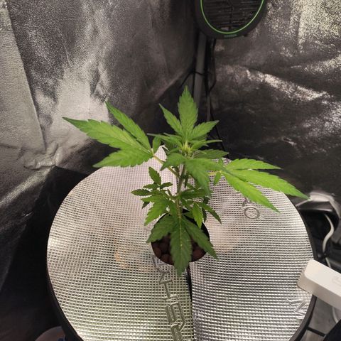 Lemon Haze Auto growlog timeline photo