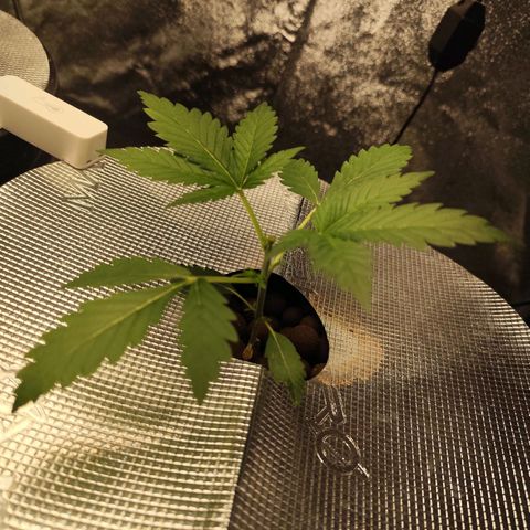 Lemon Haze Auto growlog timeline photo