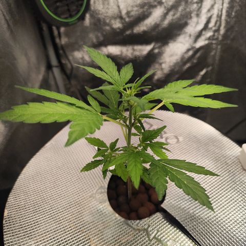 Lemon Haze Auto growlog timeline photo