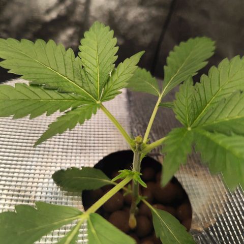 Lemon Haze Auto growlog timeline photo