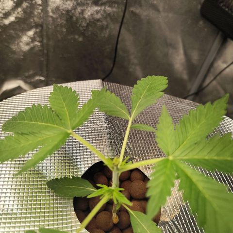 Lemon Haze Auto growlog timeline photo