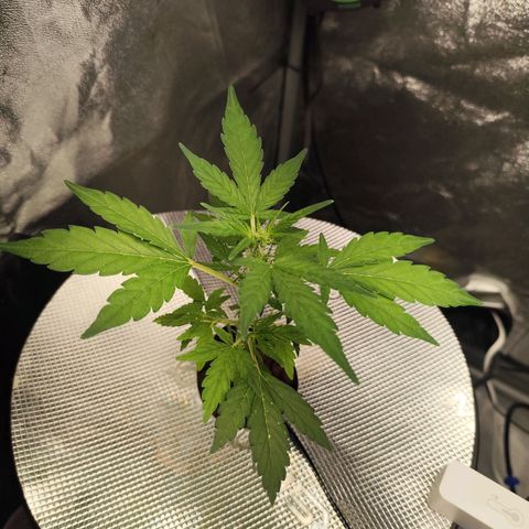 Lemon Haze Auto growlog timeline photo