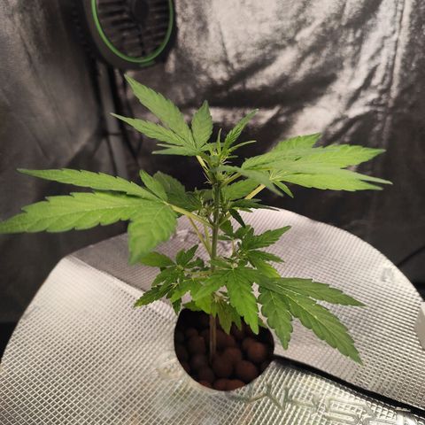 Lemon Haze Auto growlog timeline photo