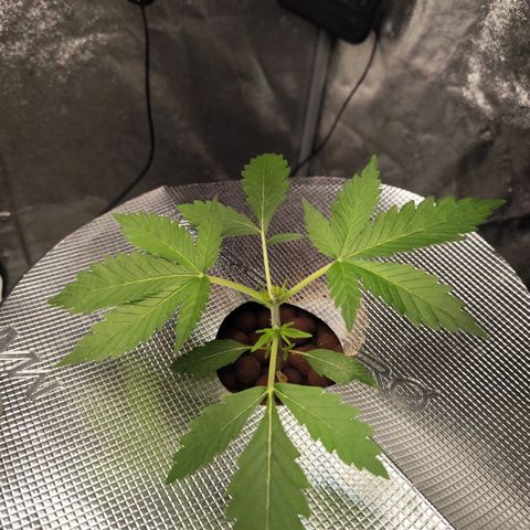 Lemon Haze Auto growlog timeline photo
