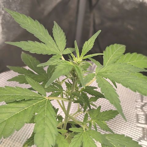 Lemon Haze Auto growlog timeline photo