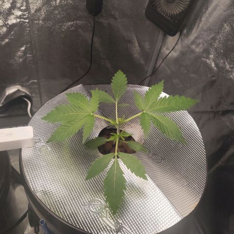 Lemon Haze Auto growlog timeline photo