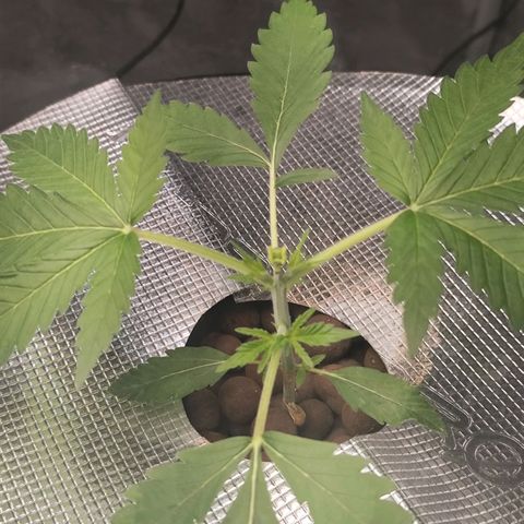 Lemon Haze Auto growlog timeline photo