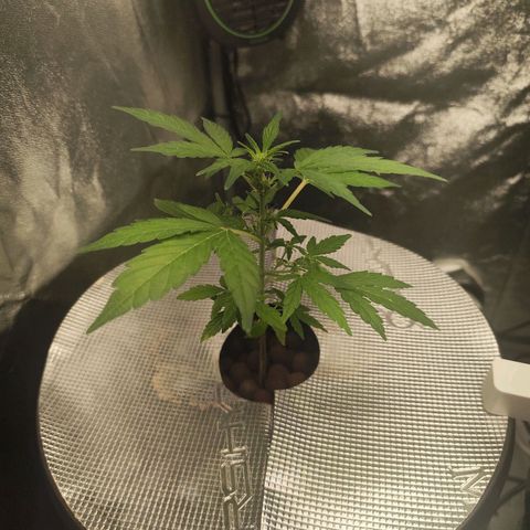 Lemon Haze Auto growlog timeline photo