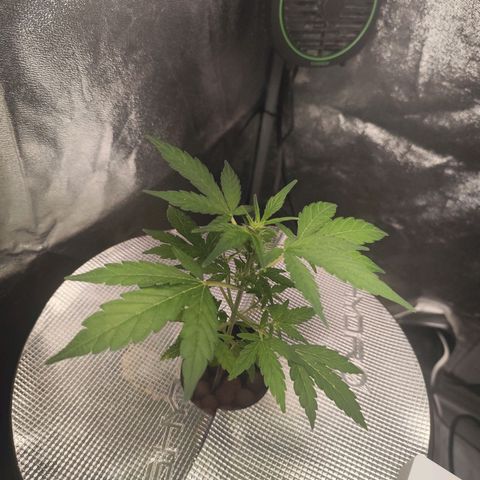 Lemon Haze Auto growlog timeline photo