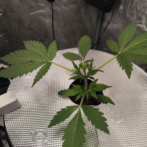Lemon Haze Auto growlog timeline photo