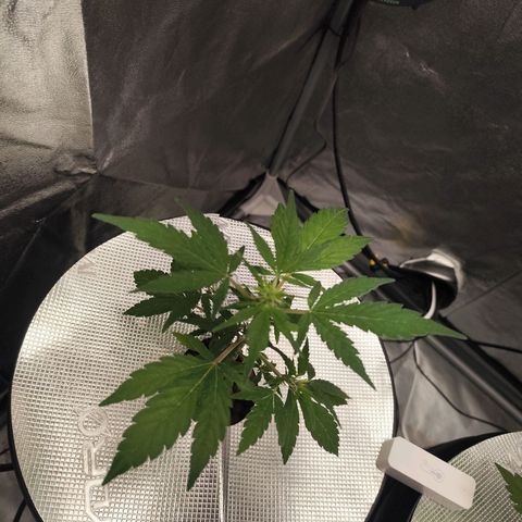 Lemon Haze Auto growlog timeline photo