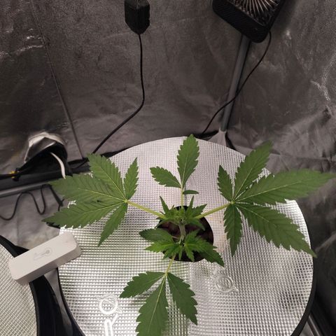 Lemon Haze Auto growlog timeline photo