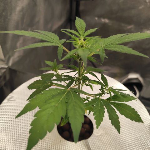 Lemon Haze Auto growlog timeline photo