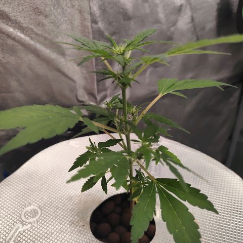 Lemon Haze Auto growlog timeline photo