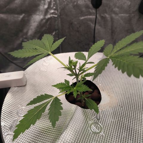 Lemon Haze Auto growlog timeline photo