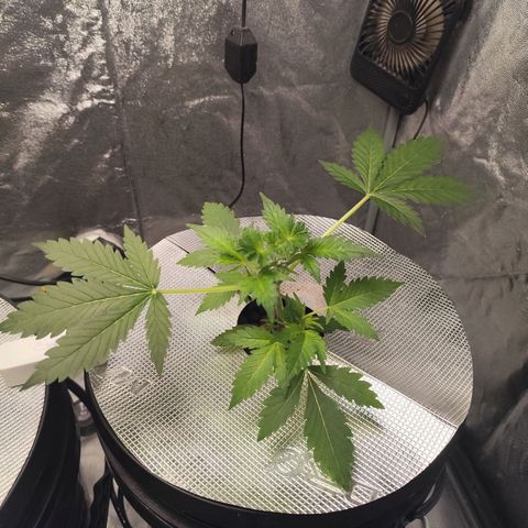 Lemon Haze Auto growlog timeline photo